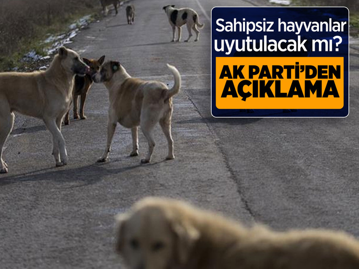 Sahipsiz hayvanlar uyutulacak mı? AK Parti'den flaş açıklama