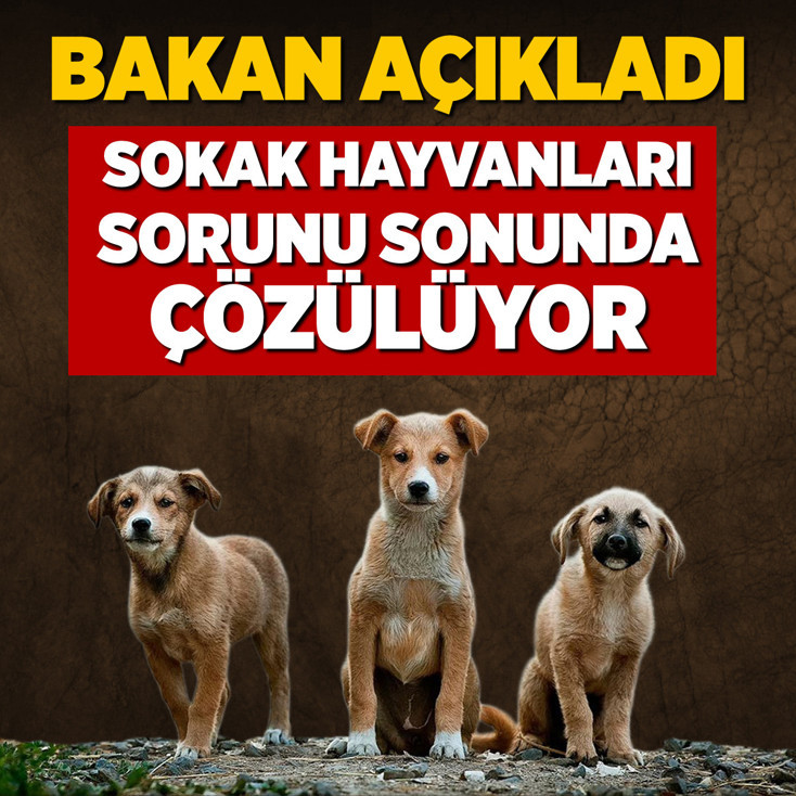 Sahipsiz sokak hayvanlarının yüzde 75'i toplandı