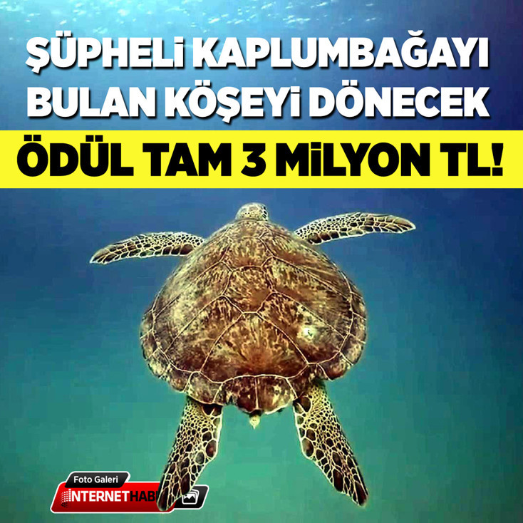 Şüpheli kaplumbağayı bulan köşeyi dönecek: Ödül tam üç milyon TL