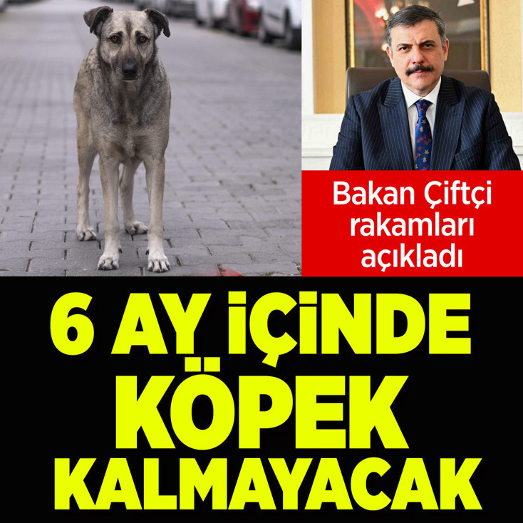 Yılbaşına kadar sokak köpeği kalmayacak! İçişleri Bakanı Mustafa Çiftçi duyurdu