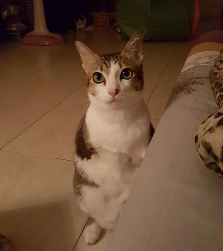 'İki ayaklı kedi' sosyal medyayı bakın nasıl salladı  - Resim: 2