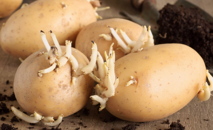 Patateslerinize dikkat edin eğer böyleyse ölümcül olabilir - Resim: 1