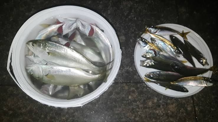 Ekim - Kasım ayında hangi balık yenilir? Aralık'ta hamsi Ocak'ta çinekop - Resim: 4