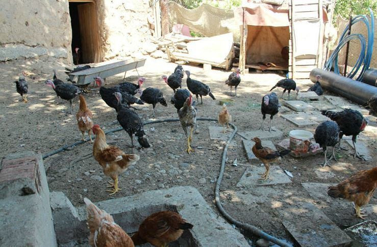 Kümesin içine baktığında şoke oldu öyle bir şey çıktı ki... - Resim: 4