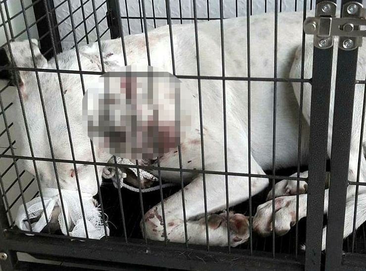 Yaralı köpeğin röntgeni şoke etti - Resim: 4