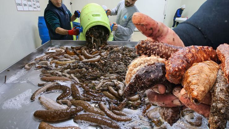 İzmir'de yasak olmasına rağmen avlıyorlar! Gecede 20 bin lira kazanç - Resim: 1