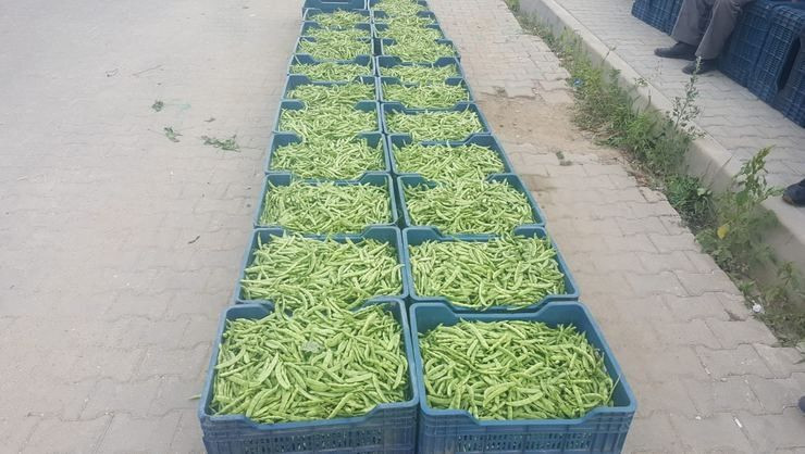 Bu özel fasülye pazarda 15 tarlada 4 lira! Üretici üzgün - Resim: 1