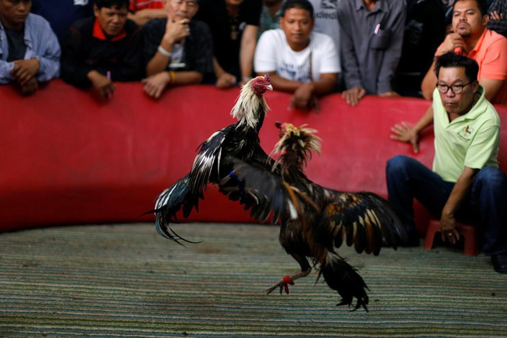 Reuters gözüyle Çin'de horoz yılı kutlamaları - Resim: 1