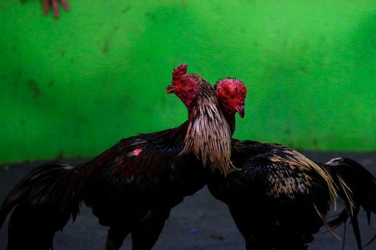 Reuters gözüyle Çin'de horoz yılı kutlamaları - Resim: 4