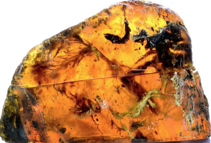 99 milyon yıllık ilk deniz canlısı bulundu! Bilim dünyası böylesini görmedi - Resim: 1