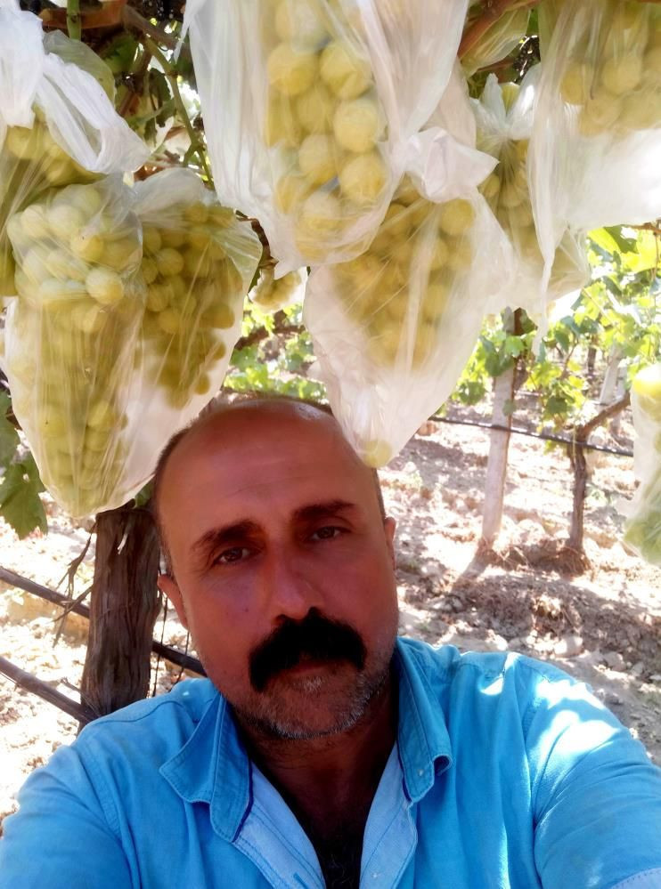 Manisa'da çiftçinin yaptığı konuşuluyor: 4 bin salkımı çöp poşetleriyle kapladı - Resim: 2