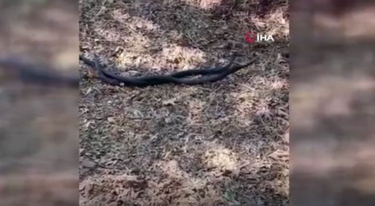 İki metre uzunluğundaki yılanların çiftleşme dansı şoke etti! Görenlerin tüyleri ürperdi! - Resim: 2