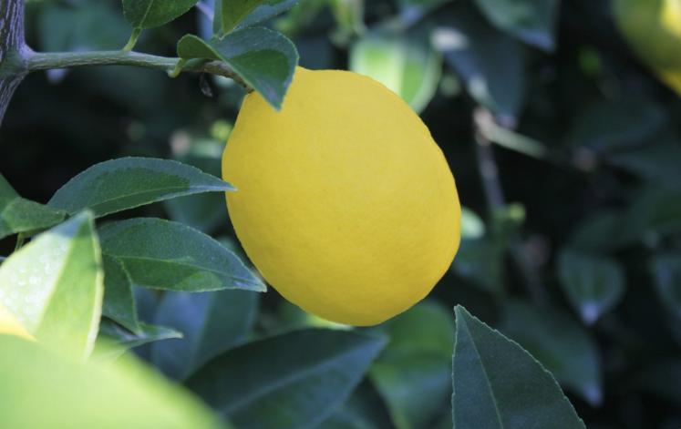 Yemenize gerek yok! Limon ile uyumanın inanılmaz faydaları - Resim: 2