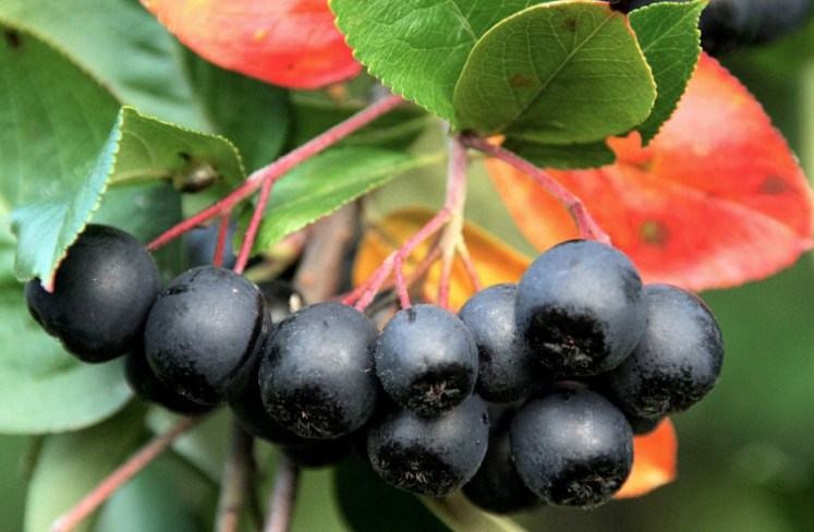 Görenler üzüm sanıyor ama kanserle savaşan bu meyvenin adını daha önce duymadınız - Resim: 3