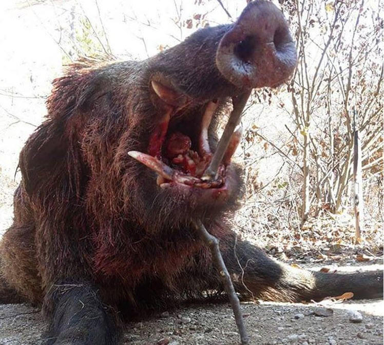 56 yaşındaki kadını 'beslediği domuzlar yedi' - Resim: 1