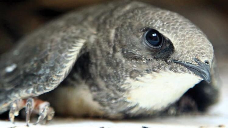 Çatıda bulundu! 23 günde 120 kilo yediler - Resim: 1