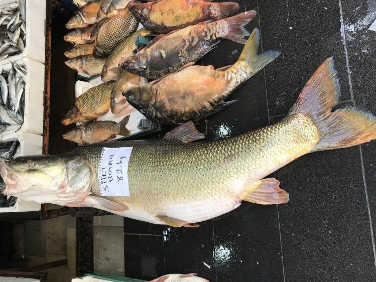 Botan Çayında 82 kilo, 175 santim uzunluğunda turna balığı yakalandı - Resim: 2