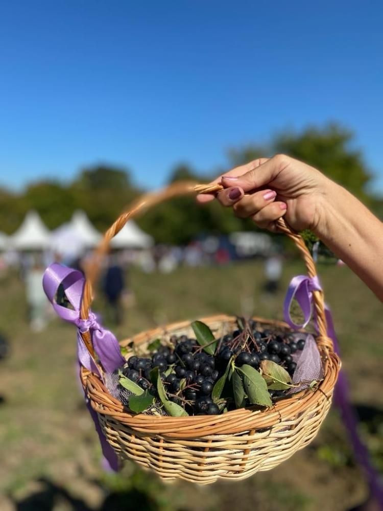 Süper şifalı Aronya ektiler meğer antioksidanı en yüksek meyveymiş! Her şeyi de oluyor - Resim: 4