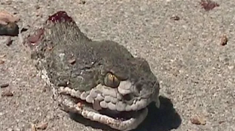 Bursa'da efsane gerçeğe dönüştü kafası kaçtı vücudu kaldı - Resim: 2