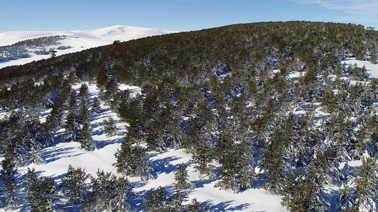 Sarıçam ormanlarının havadan görüntüleri büyüledi - Resim: 4