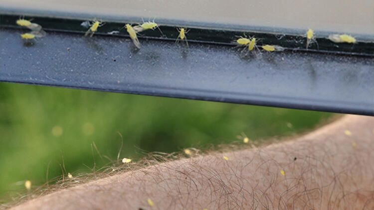 Köylüler çekti Yozgat'a bulut gibi geldiler! Esrarengiz sarı sinek istilası - Resim: 1