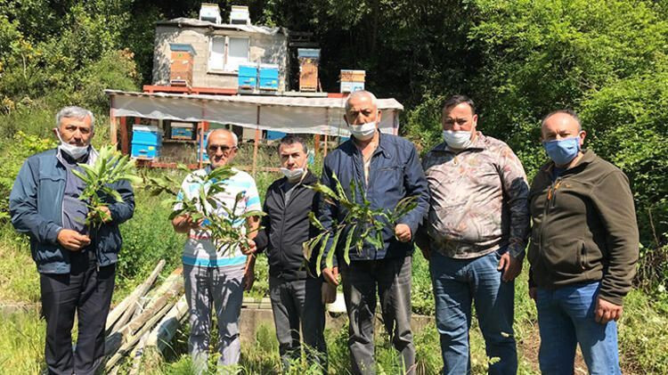 Zonguldak'ta katil arı Gal paniği yaşanıyor! Önlem alınmasını istediler - Resim: 2