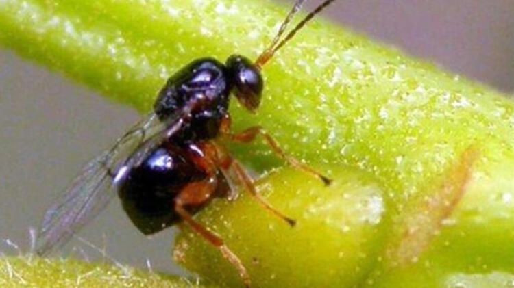 Zonguldak'ta katil arı Gal paniği yaşanıyor! Önlem alınmasını istediler - Resim: 3