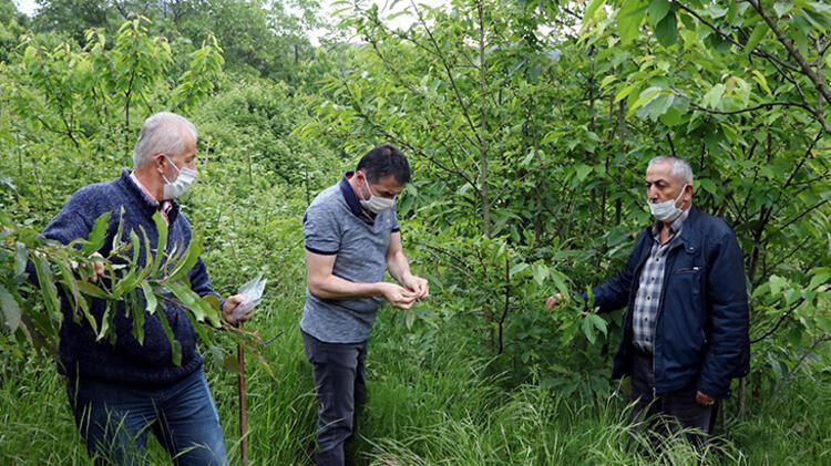 Zonguldak'ta katil arı Gal paniği yaşanıyor! Önlem alınmasını istediler - Resim: 4