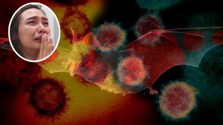 Korkunç rapor ortaya çıktı! 26 hayvan türünden insanlara geçebilir - Resim: 1