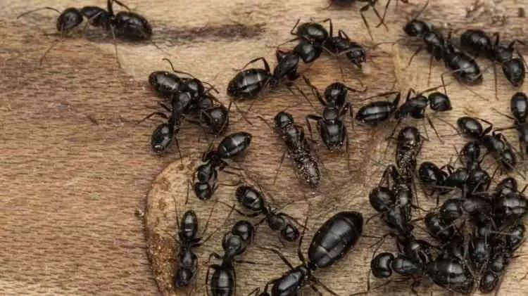Avrupa'da karınca istilası! Süper kolonilerle tüneller kazıp elektriği kesiyorlar - Resim: 1