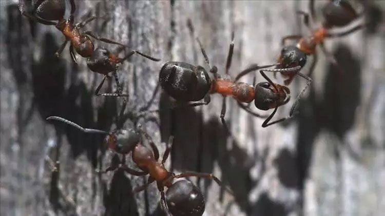 Avrupa'da karınca istilası! Süper kolonilerle tüneller kazıp elektriği kesiyorlar - Resim: 2