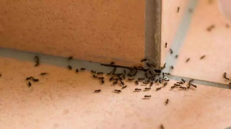 Avrupa'da karınca istilası! Süper kolonilerle tüneller kazıp elektriği kesiyorlar - Resim: 3