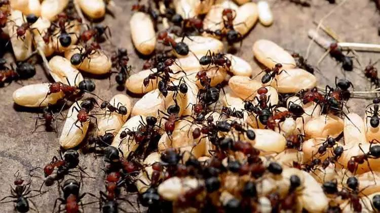 Avrupa'da karınca istilası! Süper kolonilerle tüneller kazıp elektriği kesiyorlar - Resim: 4