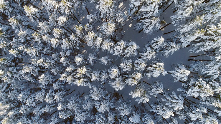 Sarıçam ormanlarının havadan görüntüleri büyüledi - Resim: 1