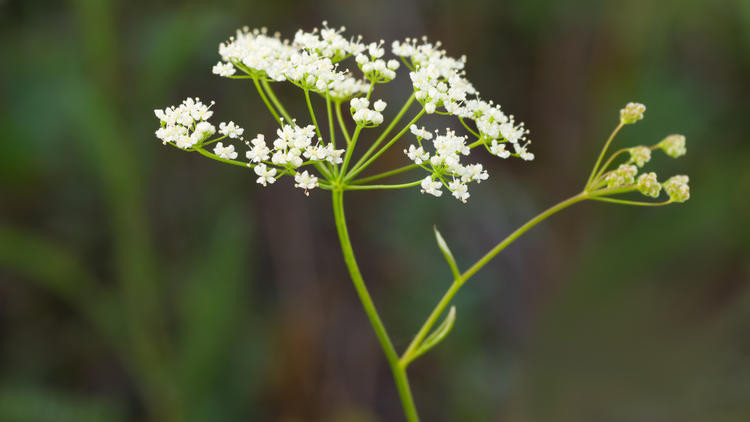 Hemen tanışmanız gereken 5 şifalı ot - Resim: 2