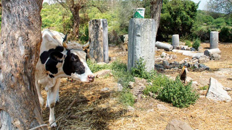 Onu tam 35 milyon liraya satışa çıkardılar gören şok oldu! - Resim: 1