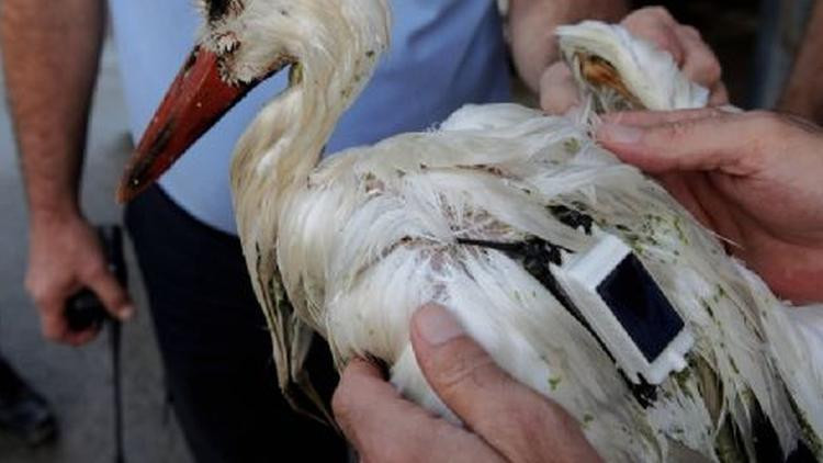 Araştırma için çip takılan leylek 2 bin 300 euro fatura getirdi! - Resim: 1