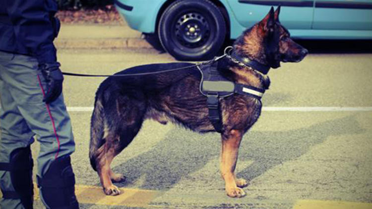 Mafya bu köpeğin başına ödül koydu - Resim: 1