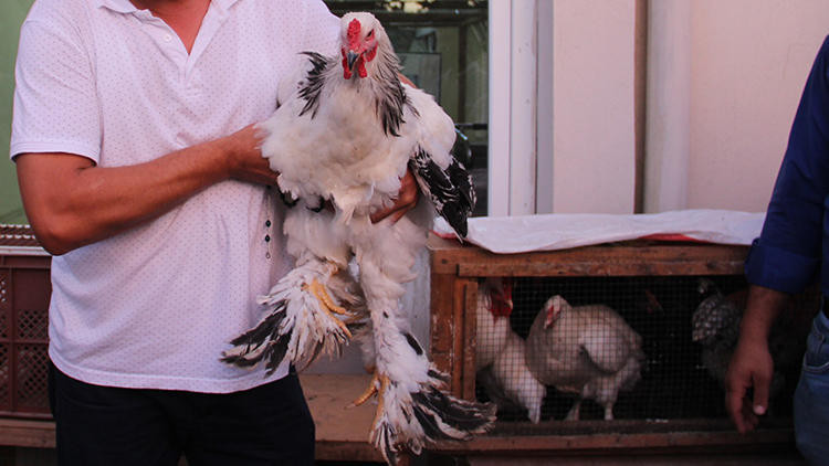 Kuzu fiyatına tavuklar kapış kapış gidiyor - Resim: 3