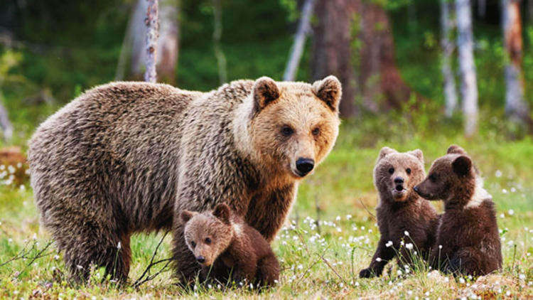 Kaybolan çocuk, 2 gün sonra bulundu: Beni bir ayı korudu - Resim: 4
