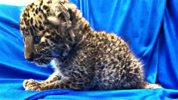 Tayland'da yolcunun valizinden leopar çıktı herkes şoke oldu! - Resim: 4