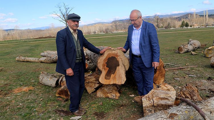 Kastamonu'da ilginç olay! Ağacın gövdesinden kadın silüeti çıktı - Resim: 1