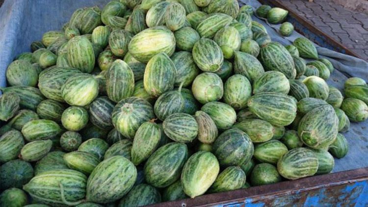 Patent başvurusu! Şelengo'nun dışı karpuza, içi kavuna, tadı ise salatalığa benziyor - Resim: 2