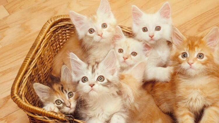 Kediler koronavirüsten enfekte olabiliyor - Resim: 3