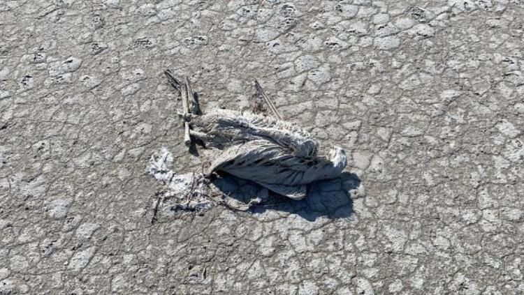 Çiftçiler Tuz Gölü'ne bent çekince yavru flamingolar öldü - Resim: 1