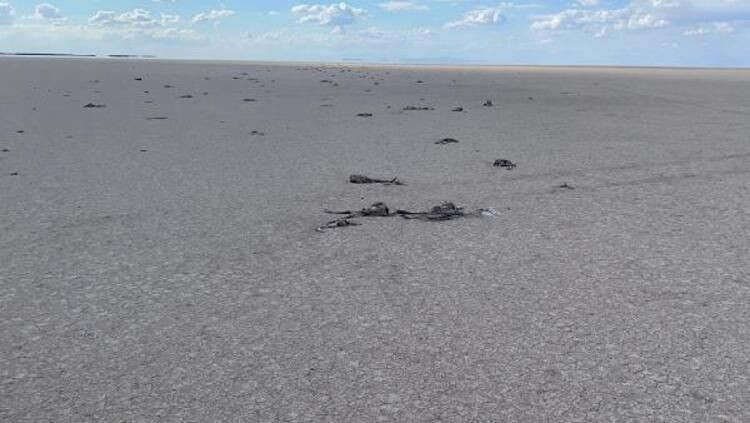 Çiftçiler Tuz Gölü'ne bent çekince yavru flamingolar öldü - Resim: 2