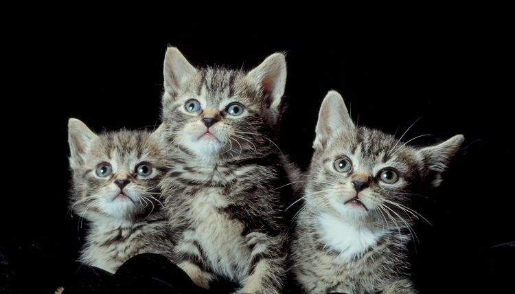 Norveç'de evcil hayvanı doğum yapana 3 gün izin - Resim: 2