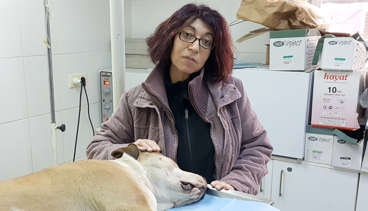 Fatih'te köpeğe tecavüz görüntüleri isyan ettirdi işte o köpeğin son hali - Resim: 4