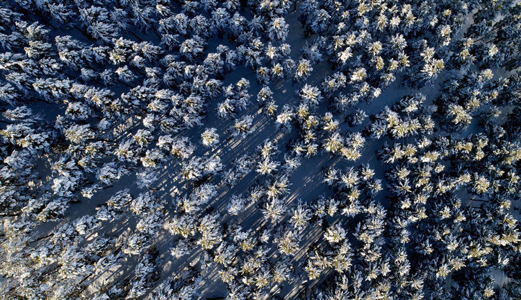 Sarıçam ormanlarının havadan görüntüleri büyüledi - Resim: 2