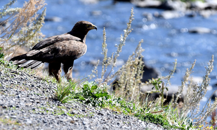 Doğa derneğinden kızıl şahinlere uydudan takip  - Resim: 4